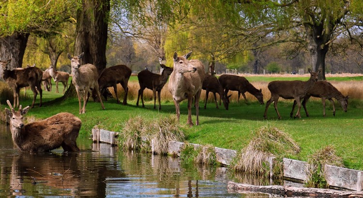 slider_bushy-park