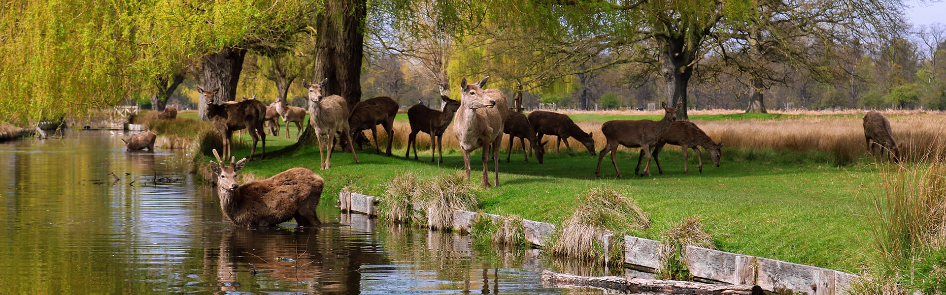 slider_bushy-park